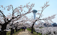 五稜郭タワーと桜